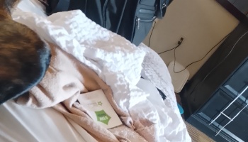 A brindle dog rests on a hotel bed beside white blankets and a green hotel card holder.
