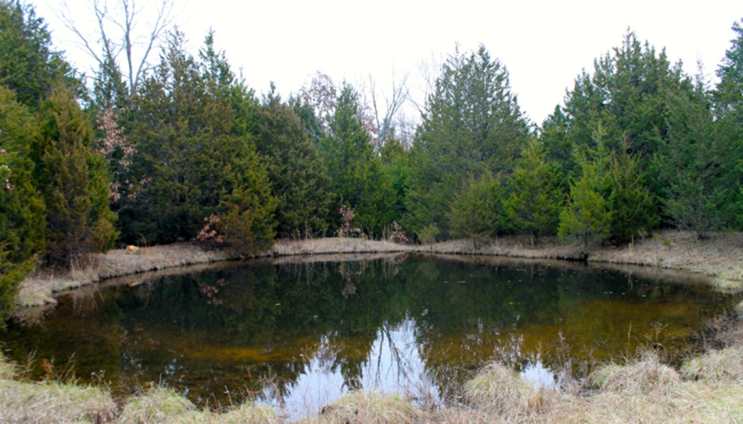 A calm pond surrounded by dense evergreen trees reflecting in the still water.