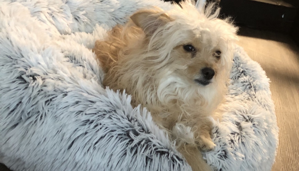 A small, scruffy tan dog lying comfortably inside a fluffy grey plush dog bed.