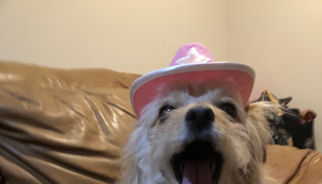 A small fluffy dog wearing a pink cowboy hat sits on a couch with its mouth open in a happy smile.