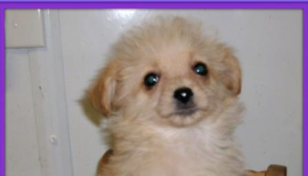 Fluffy cream-colored puppy with dark eyes looking directly at the camera.