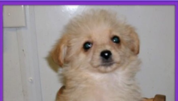 Fluffy cream-colored puppy with dark eyes looking directly at the camera.