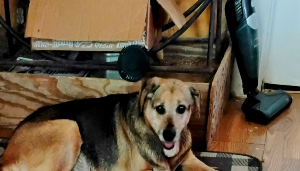 A senior black and tan dog lying on the floor, looking happily at the camera with its tongue peeking out.