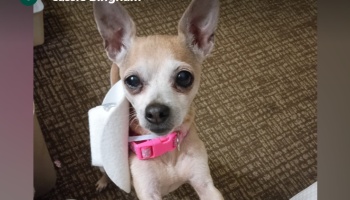 A small tan Chihuahua wearing a bright pink collar and a tiny white cowboy hat looks up at the camera.