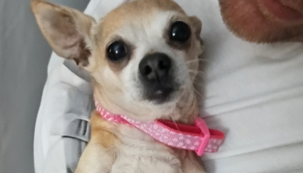 A small tan Chihuahua with large dark eyes wearing a pink patterned collar, held closely by a person.