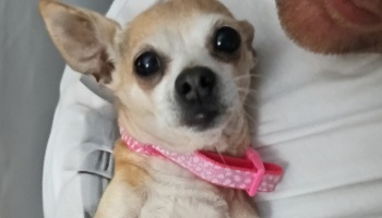 A small tan Chihuahua with large dark eyes wearing a pink patterned collar, held closely by a person.