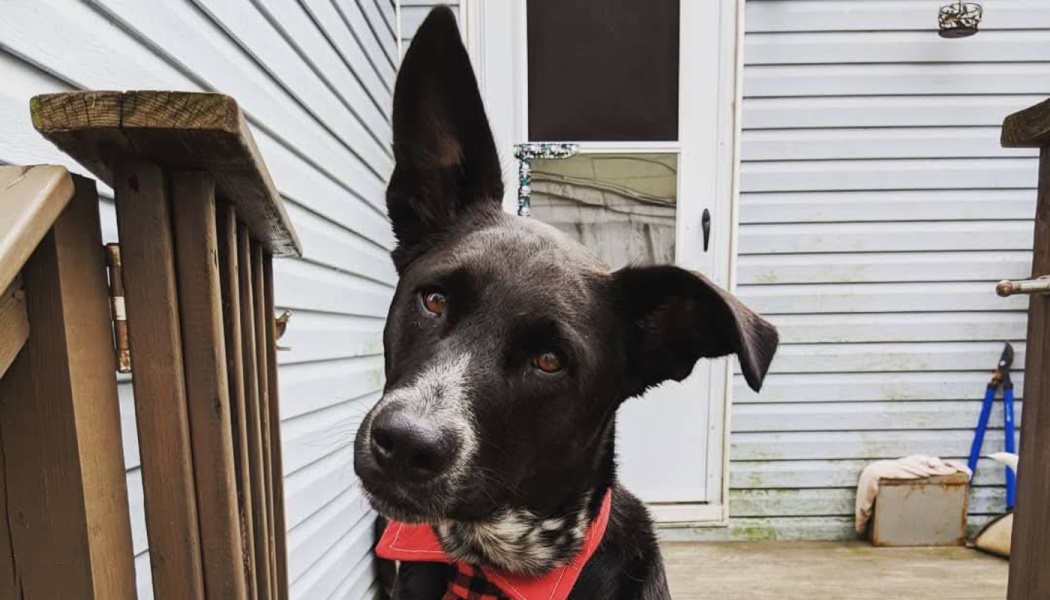 A black dog wearing a red bandana looks at the camera with one ear perked straight up and the other flopped down.