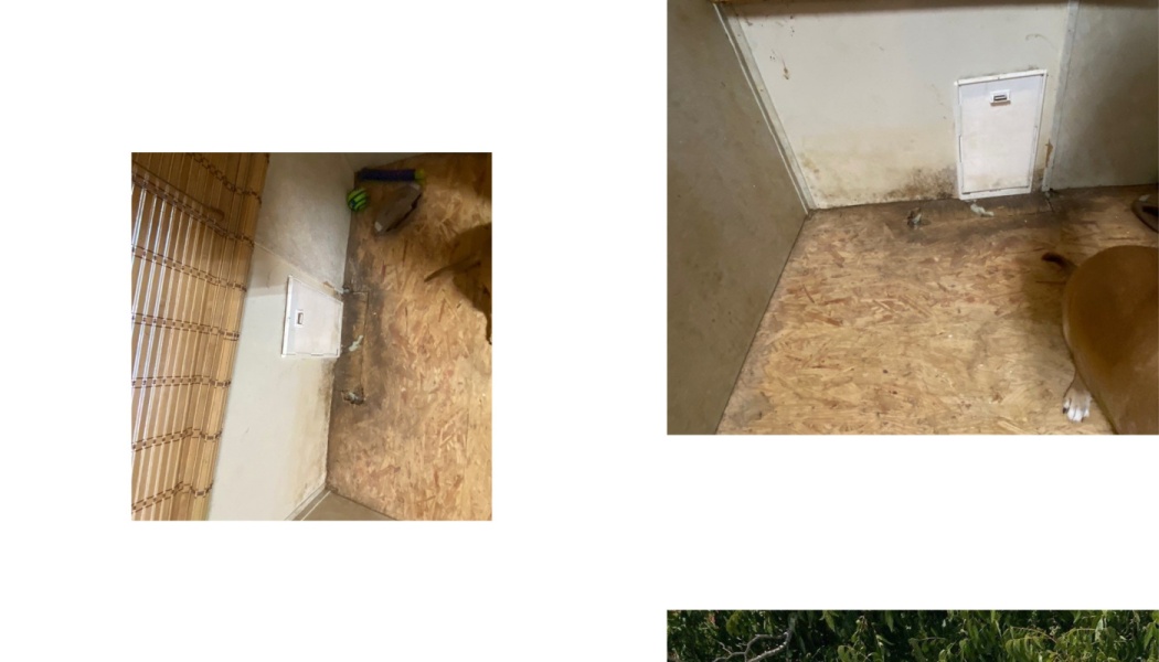 Water-damaged plywood flooring and stained wall around a small white pet door.