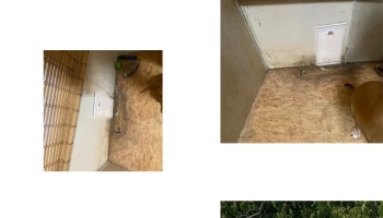 Water-damaged plywood flooring and stained wall around a small white pet door.