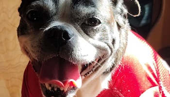Close-up of a happy senior dog wearing a red shirt, smiling brightly with its mouth open and tongue out.