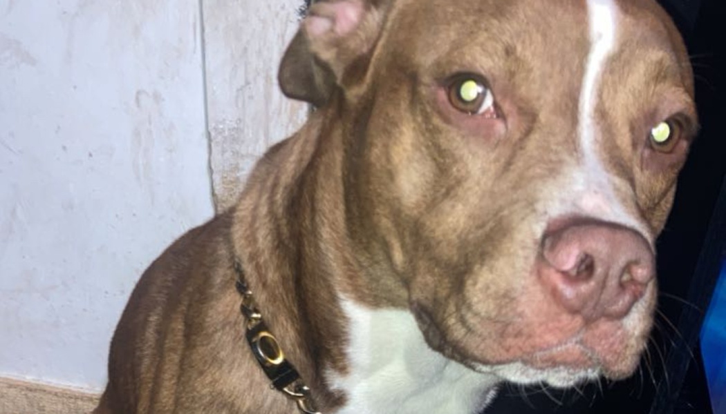 Close-up of a brown and white pit bull dog wearing a collar, looking attentively at the camera.
