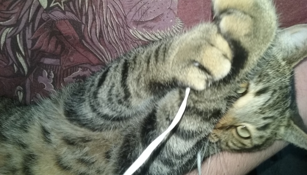 Playful tabby cat lying down and holding a thin white cord with its front paws.