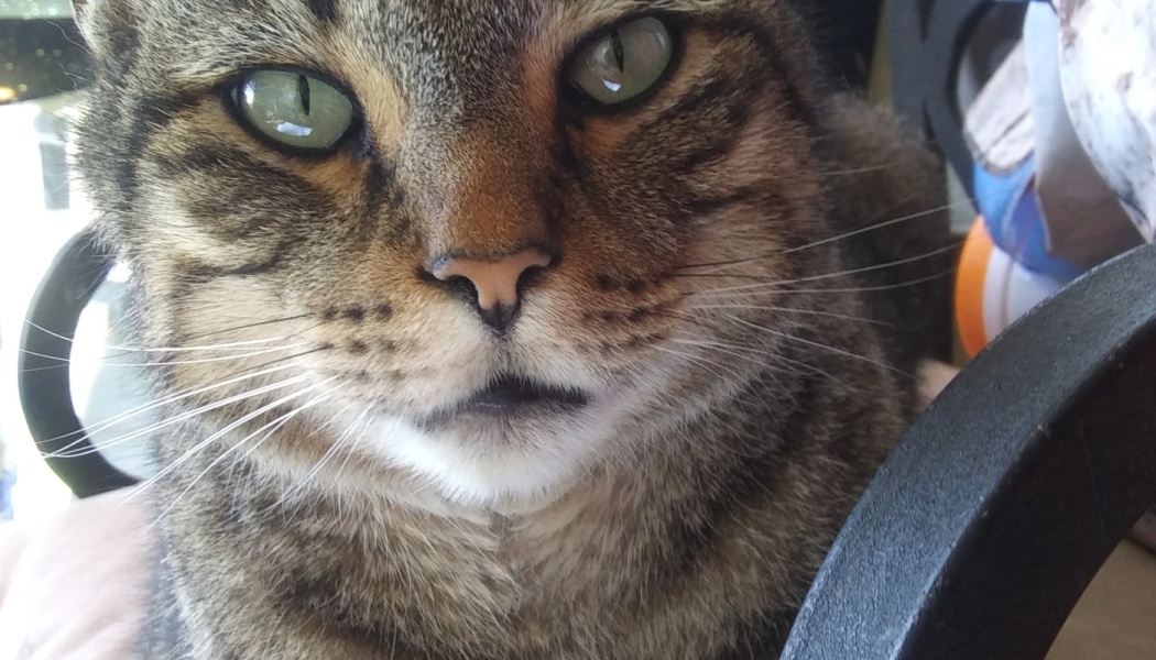 Close-up of a brown tabby cat with striking green eyes staring directly at the camera.