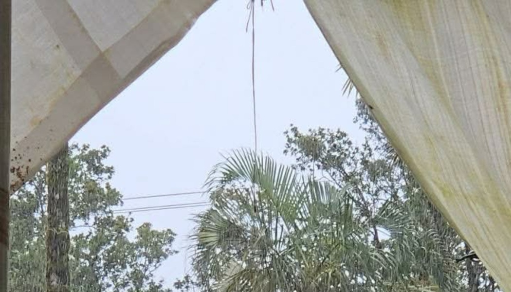 View from inside a canvas shelter looking out at palm trees and lush greenery against a pale sky.