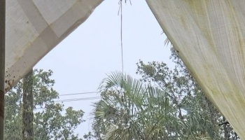 View from inside a canvas shelter looking out at palm trees and lush greenery against a pale sky.