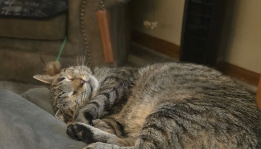 A brown and black tabby cat sleeping peacefully with its paws curled in.