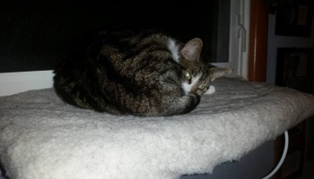 A brown tabby cat with white markings curled up on a soft, padded window perch.