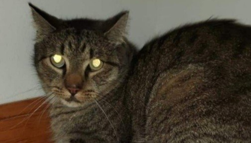 A brown tabby cat lying down, its eyes glowing yellow from a flash reflection.