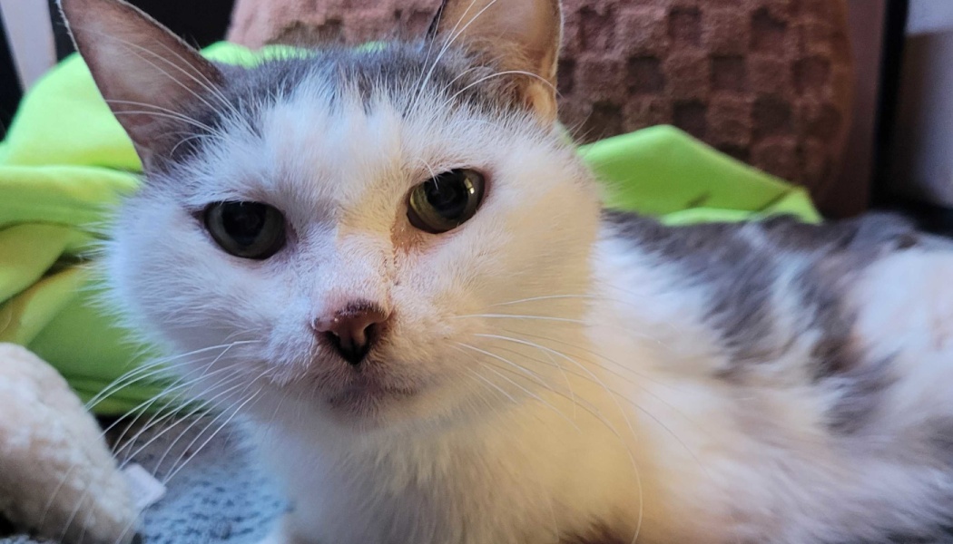 Close-up of a white and grey cat looking at the camera with gentle, dark eyes and long whiskers.