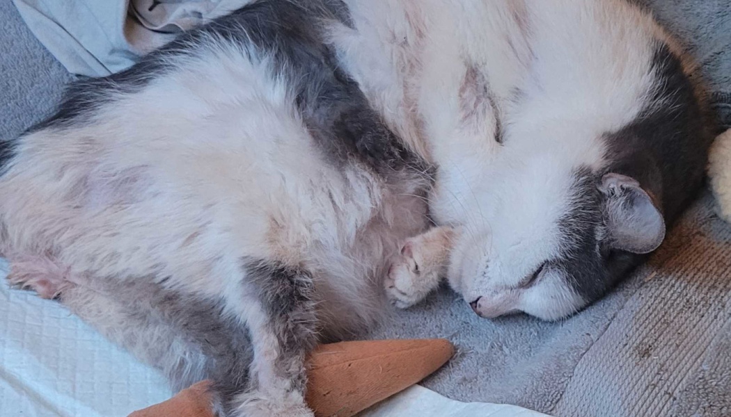 A fluffy grey and white cat sleeping peacefully curled up on a soft blanket with a plush toy.