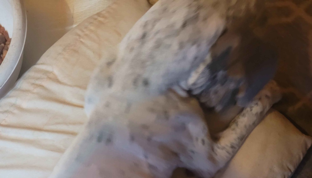 A white dog with black spots curled up resting on a soft pillow.