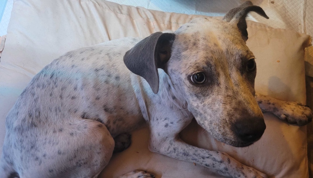 A speckled grey and white puppy with floppy ears lies on a cushion, looking up at the camera with gentle eyes.