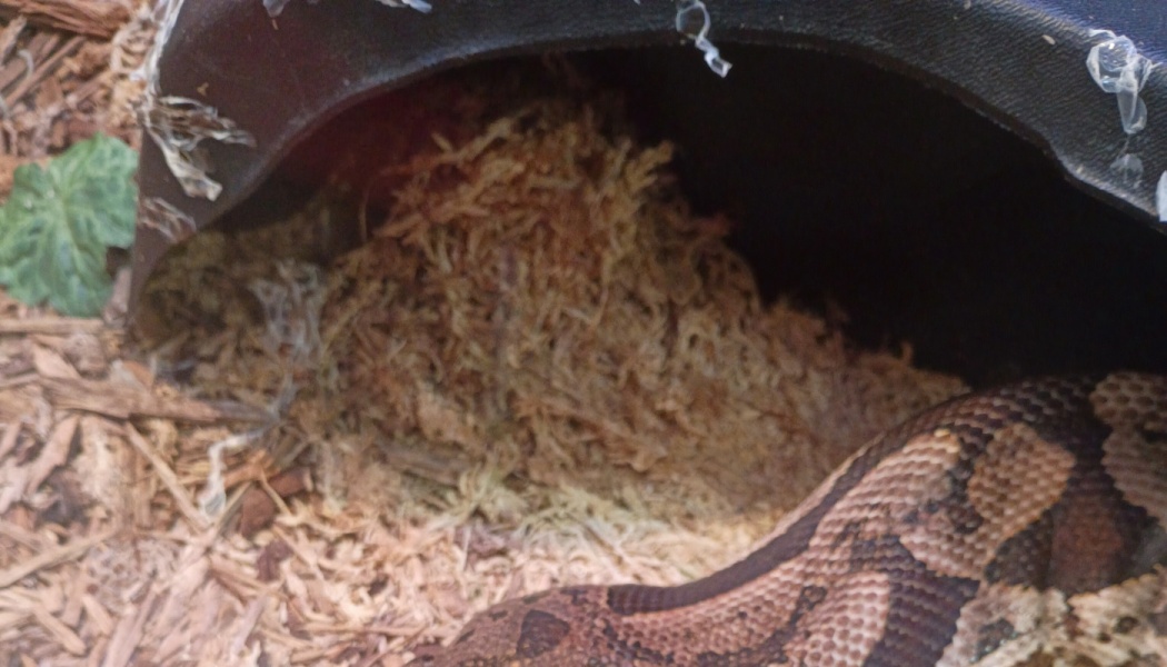 A patterned snake rests near a dark plastic cave hide with moss bedding and bits of shed skin.