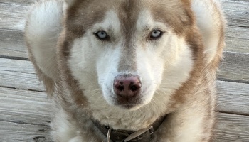 A red and white Siberian Husky with bright blue eyes lying on a wooden deck.