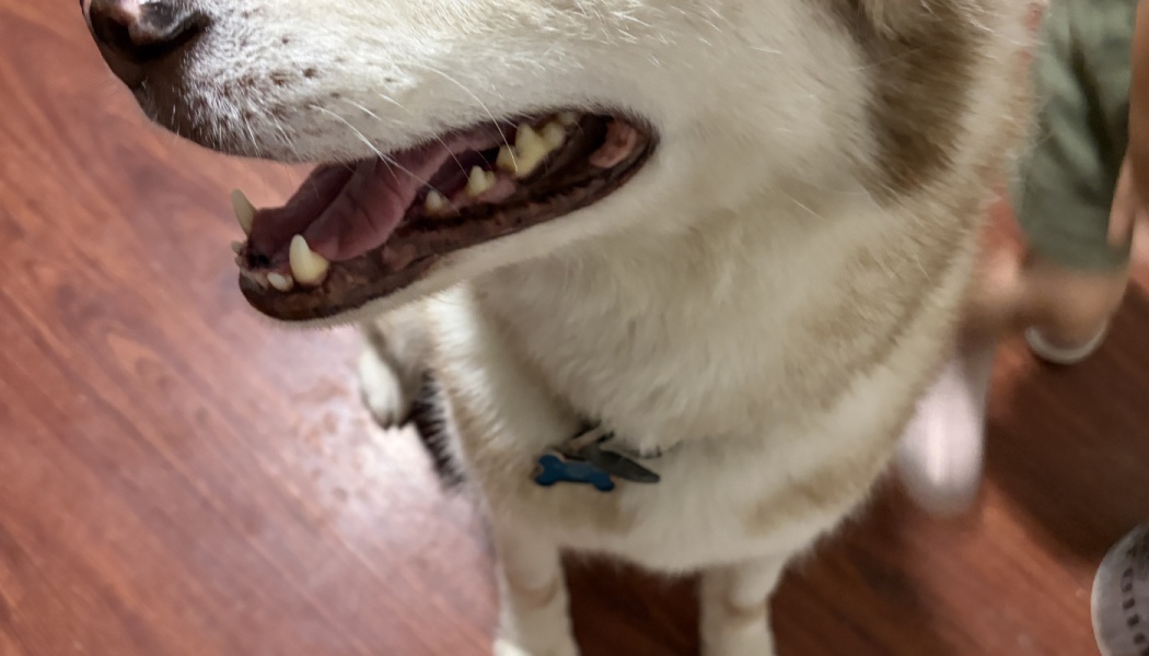 Close-up of a white and tan husky with its mouth open, showing its teeth and wearing a blue tag collar.