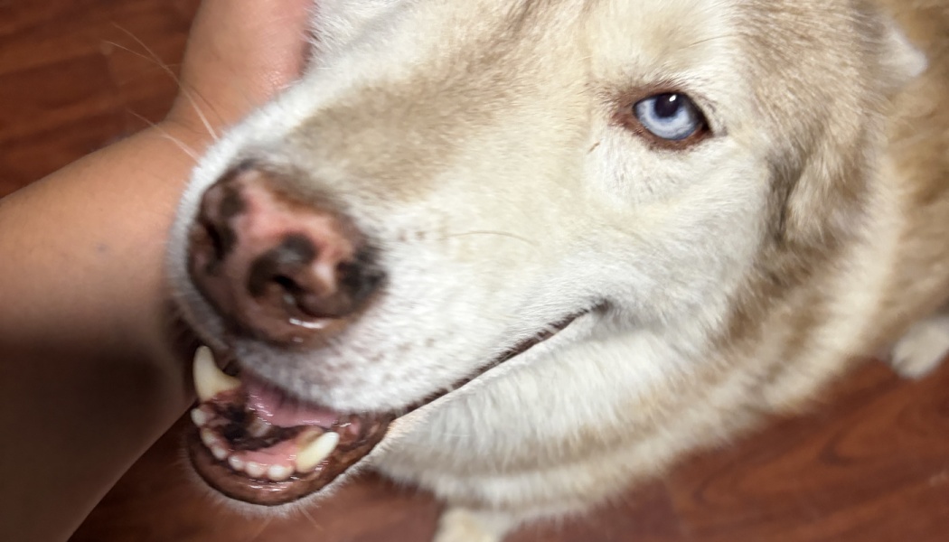 Close-up of a happy light-brown husky with striking blue eyes being gently petted on the face.