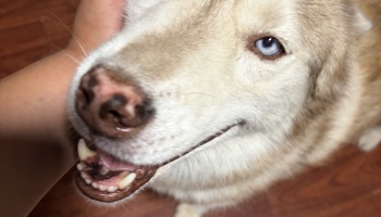 Close-up of a happy light-brown husky with striking blue eyes being gently petted on the face.