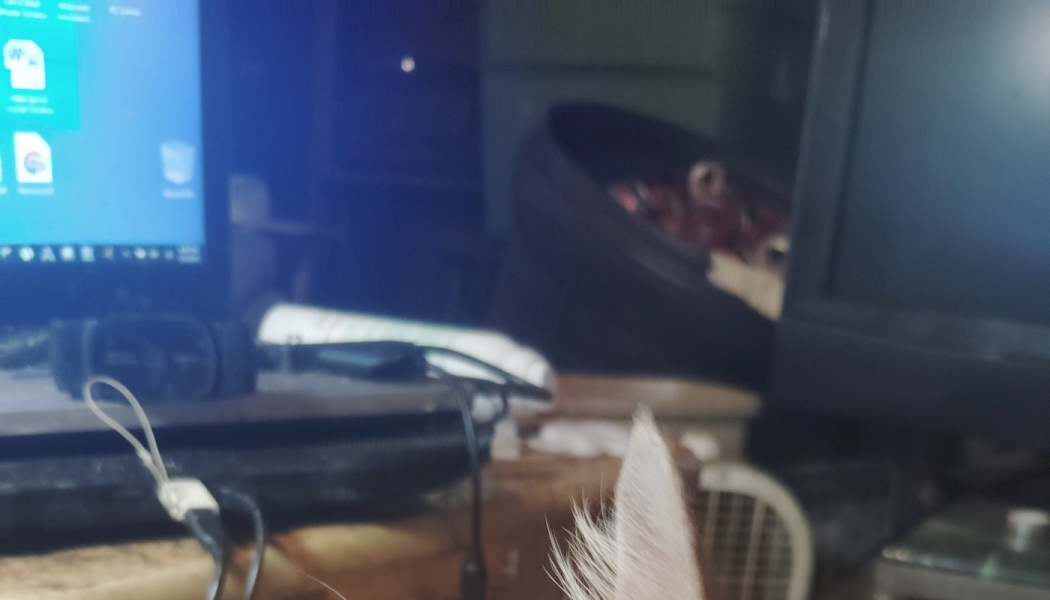 The tip of a furry pet ear poking up in front of a dark desk with an illuminated laptop screen and cables.