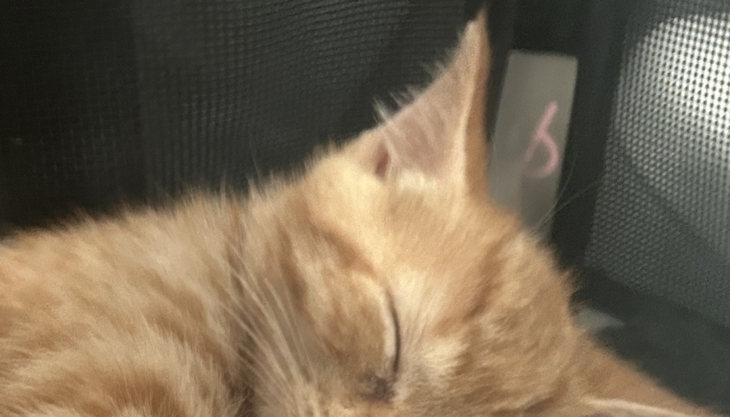 A small ginger kitten sleeping peacefully inside a dark mesh carrier.