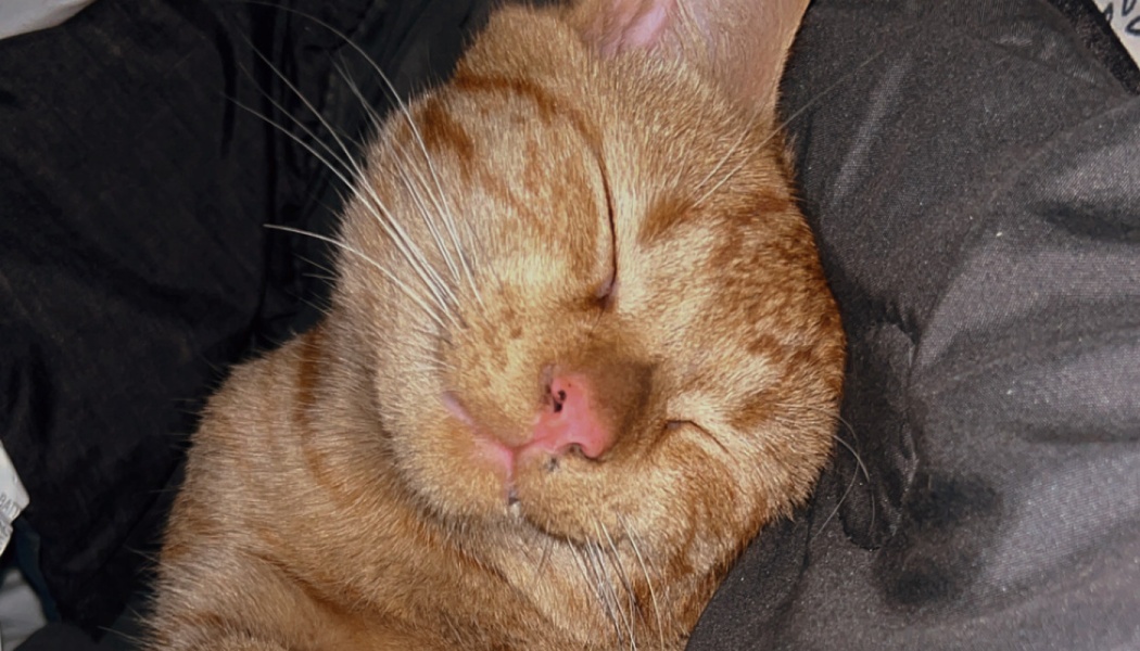 Close-up of an orange tabby cat sleeping peacefully on a dark blanket.