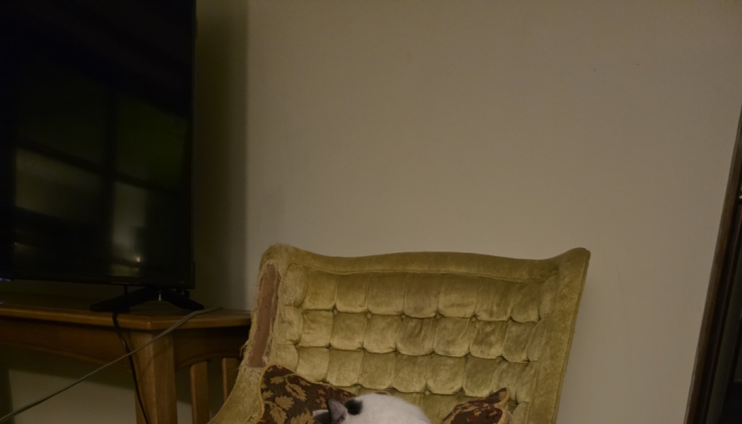 A black and white cat sleeping on a cushion in a worn tufted velvet armchair next to a TV.