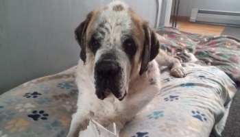 A large Saint Bernard dog lying on a paw-print blanket, looking gently into the camera.
