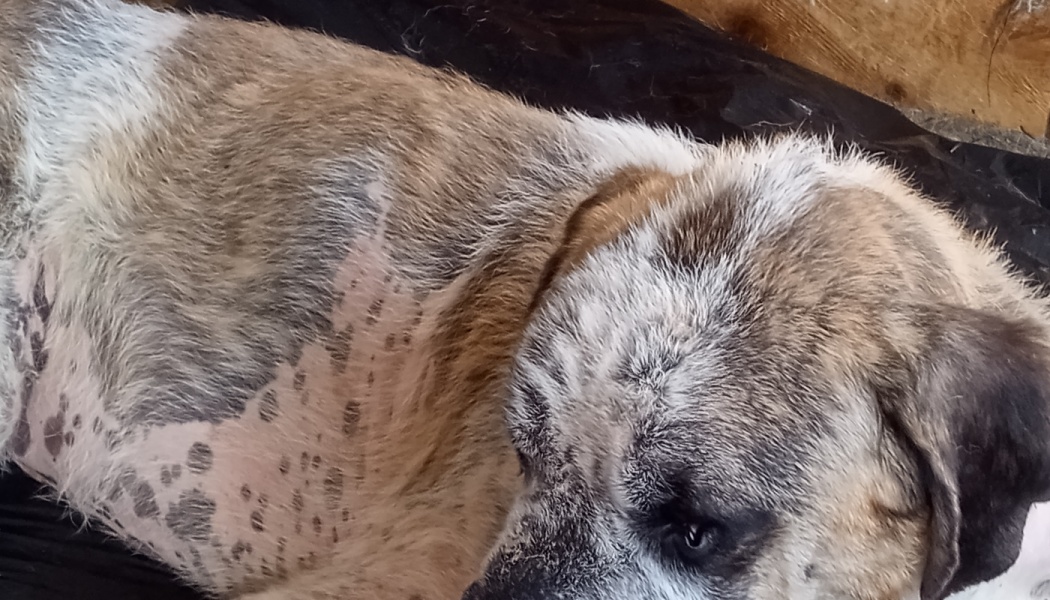 A tan and grey dog lying down, showing significant fur loss and spotted skin on its side.