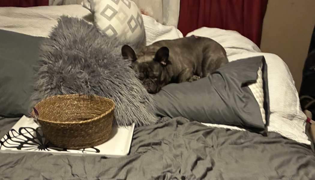A dark grey French bulldog sleeping peacefully on a grey pillow on a cozy, pillow-filled bed.