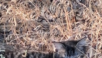 A dark tabby cat hiding underneath a dense layer of dry brown grass.