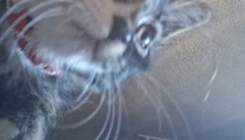 Blurry low-angle close-up of a gray tabby cat with a red collar looking down at the camera.