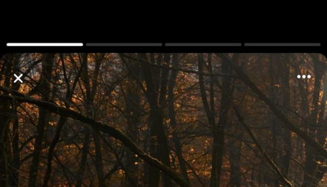 Golden sunlight filtering through bare branches and autumn foliage in a dense forest.