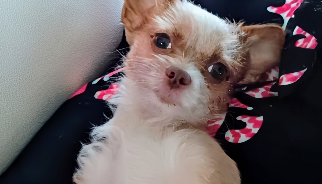 Tiny, scruffy white and tan dog lying on its back, gazing up with large dark eyes.