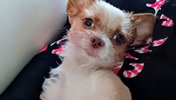 Tiny, scruffy white and tan dog lying on its back, gazing up with large dark eyes.
