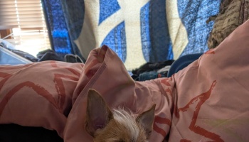 A small scruffy dog peeking out from under pink star-patterned bedsheets.