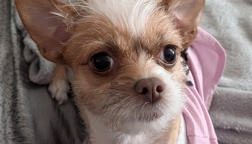 Close-up of a small, scruffy tan and white dog with large dark eyes, big ears, and a pink shirt.