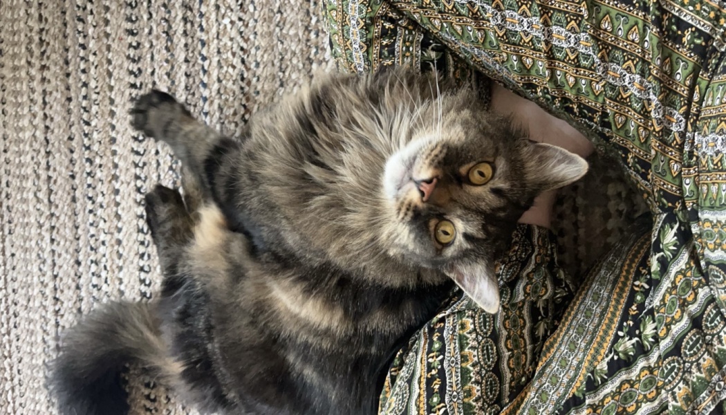 A fluffy long-haired tabby cat with yellow eyes lies on a rug, looking up at the camera while resting against a lap.