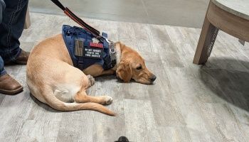 A golden retriever service dog wearing a blue vest rests quietly on the floor next to its handler.