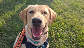A smiling yellow Labrador service dog in training wearing a medical alert harness on a grassy lawn.