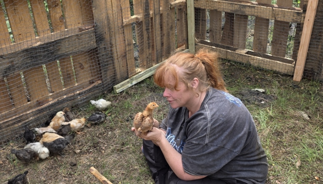 A woman gently holds a small chick close to her face in an outdoor pallet coop surrounded by other baby chicks.