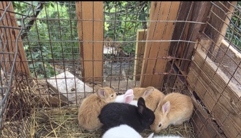 Small brown, black, and white baby rabbits huddled together on straw inside a wooden wire hutch.